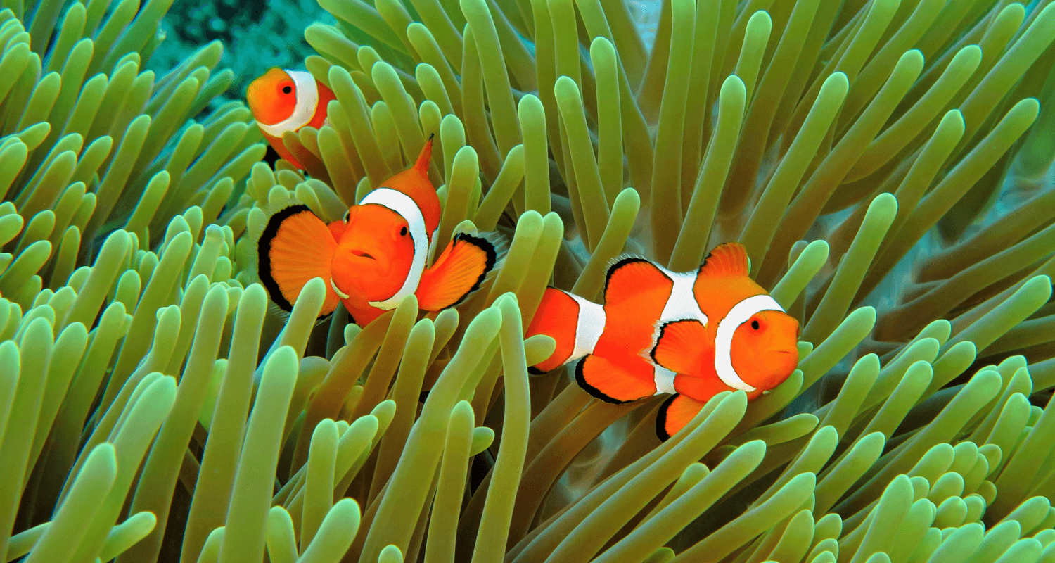 Amphiprion ocellaris - Poisson clown à trois bandes