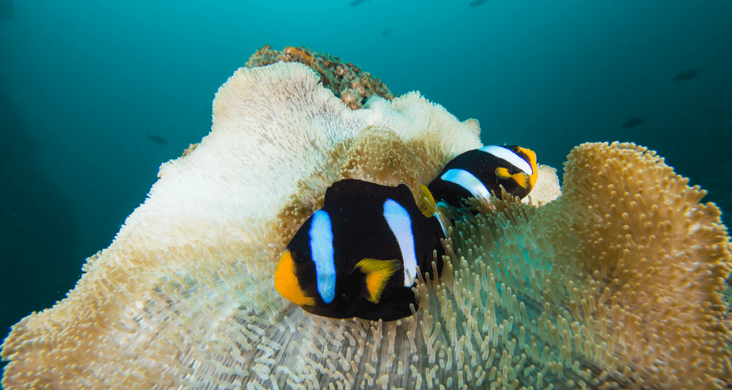 Amphiprion clarkii - Poisson-clown de Clark