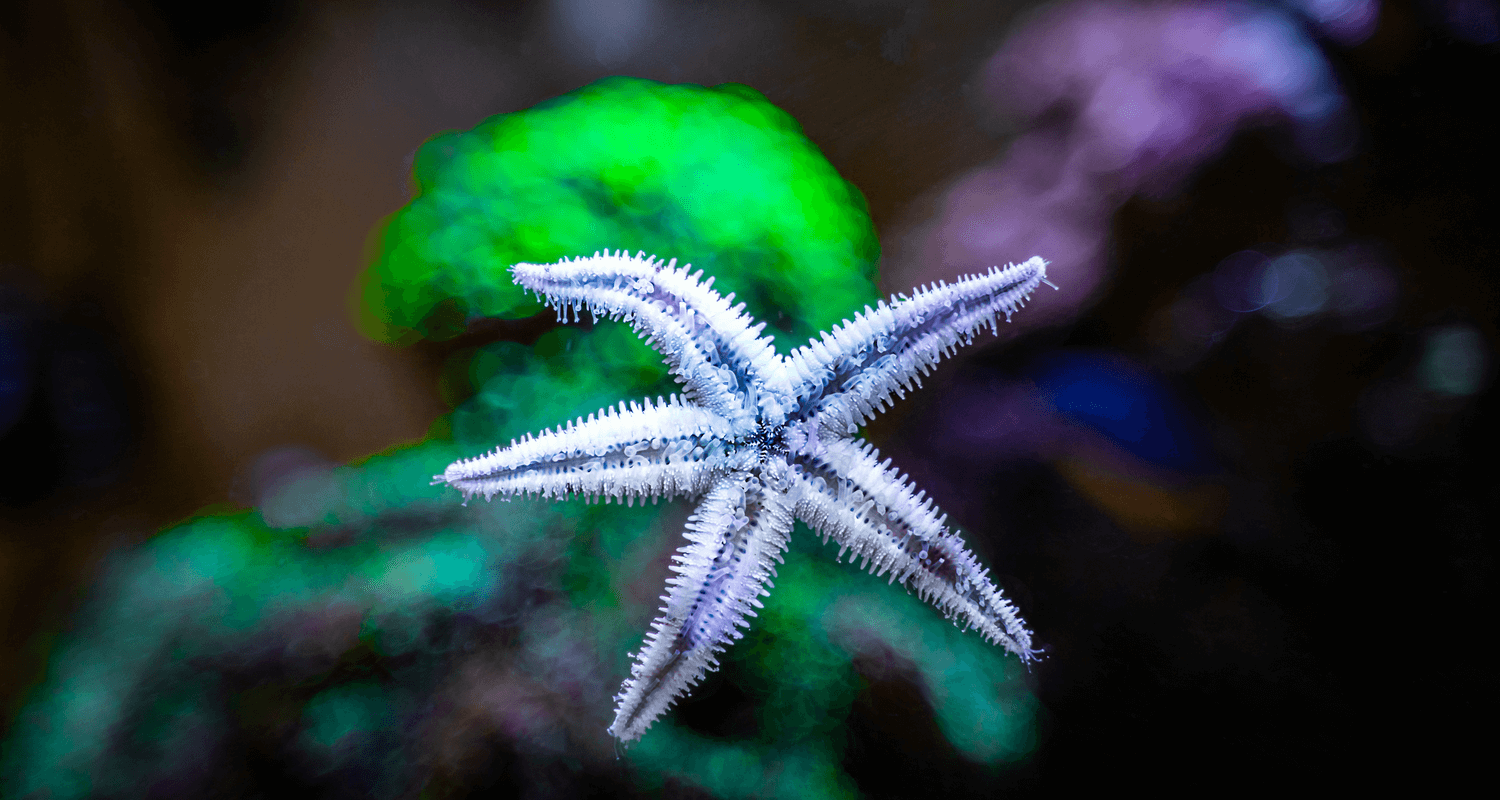 Archaster typicus - Etoile de sable