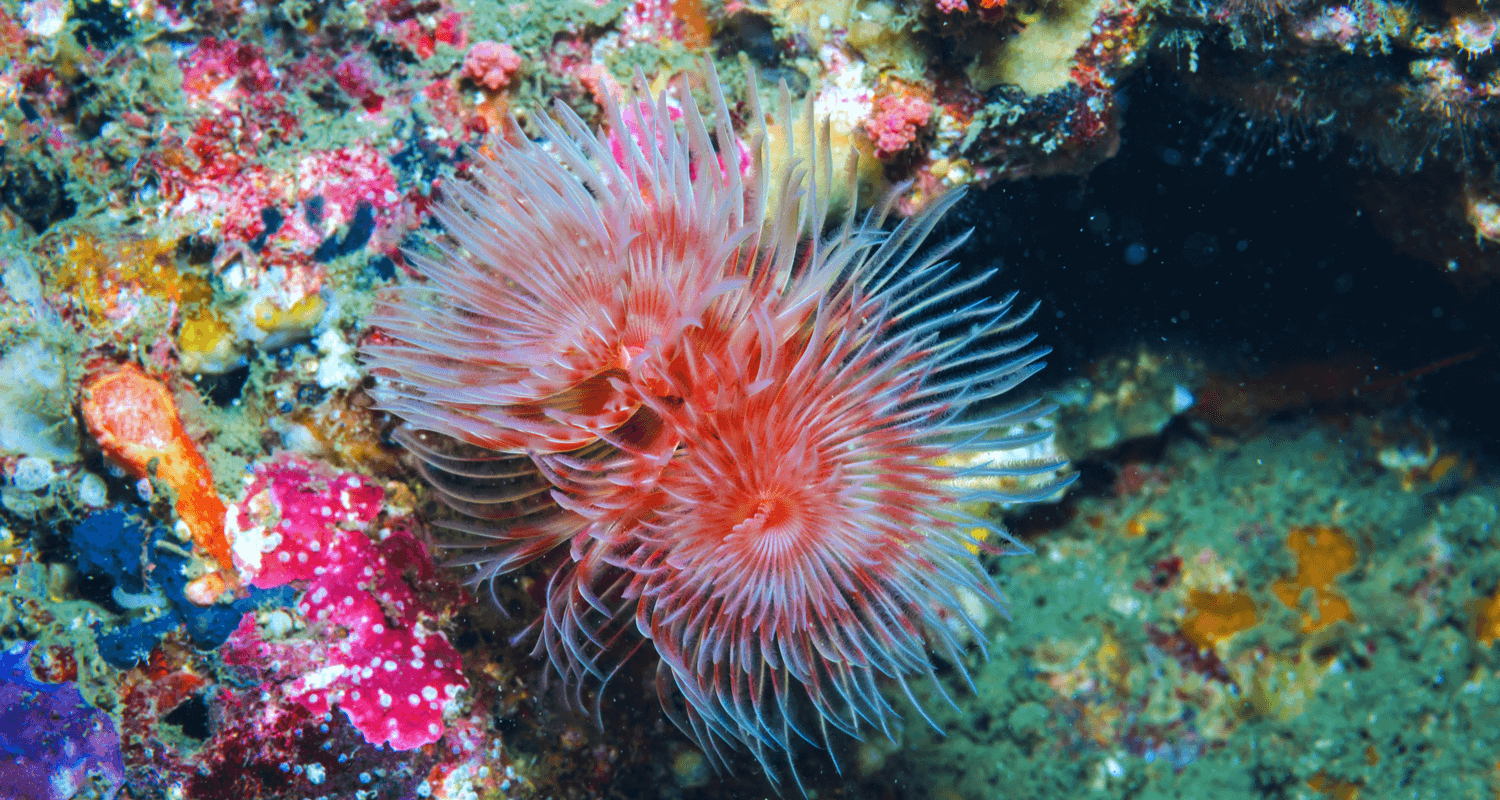 Protula bispiralis - Vers Tubicole Géant