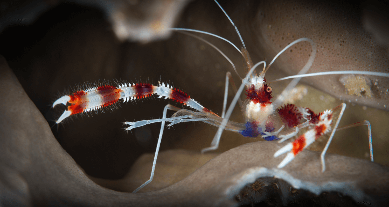 Stenopus hispidus - Crevette nettoyeuse