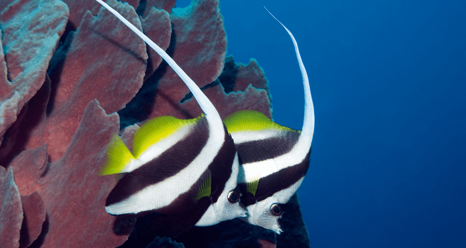 Heniochus acuminatus - Poisson-cocher commun