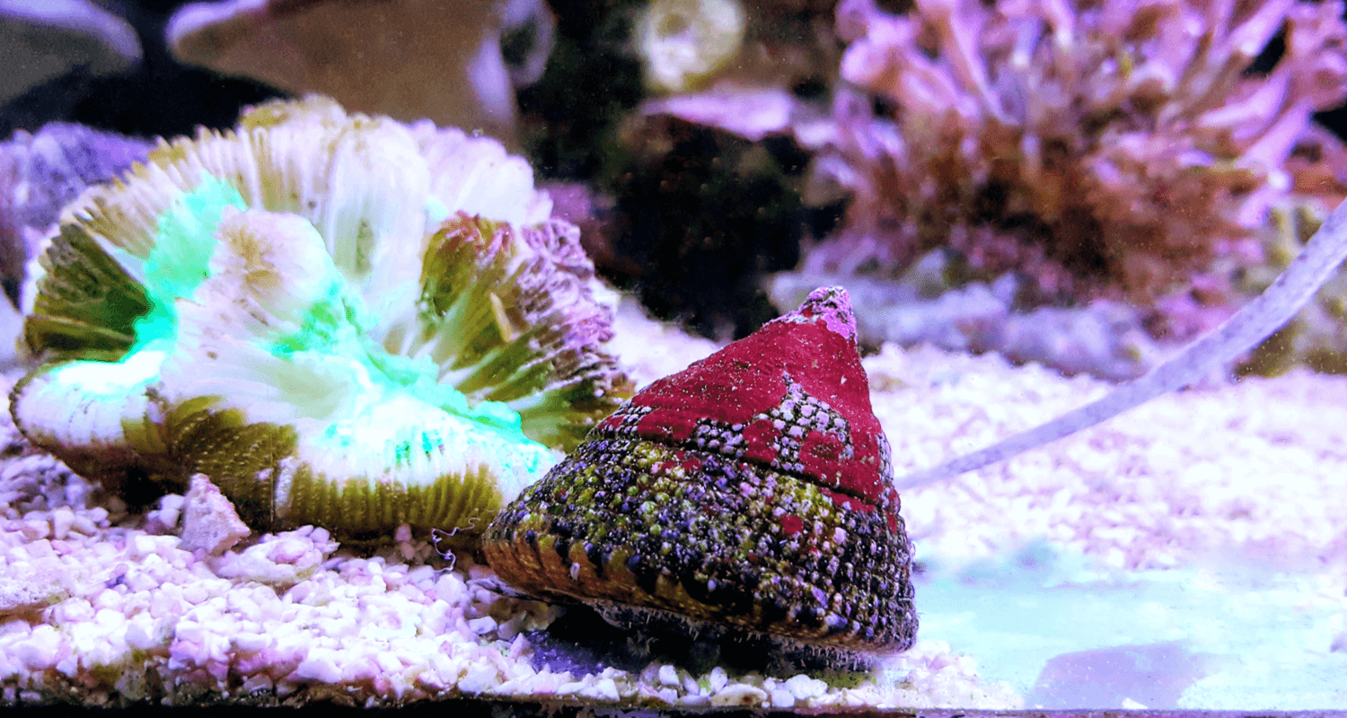 Trochus sp. - Escargot mangeur d'algues
