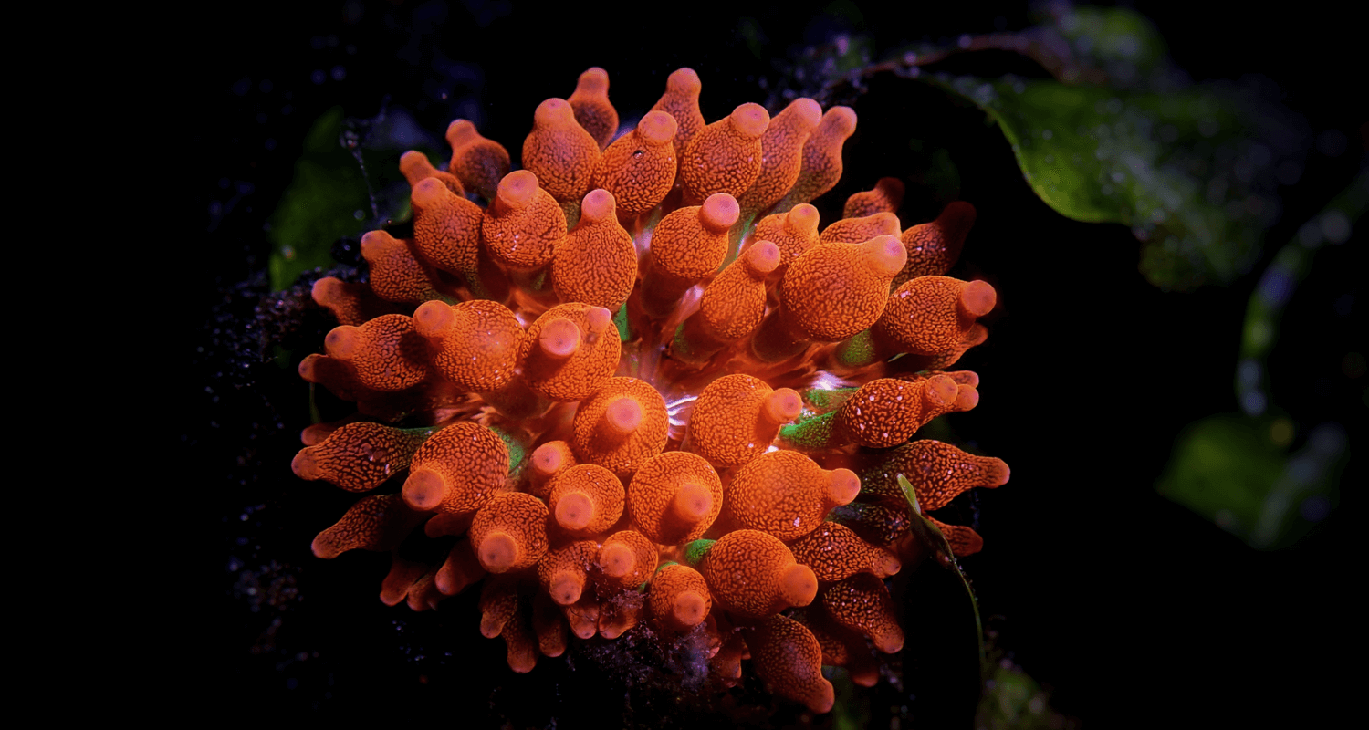 Entacmaea quadricolor Sunburst - Anémone bulle S