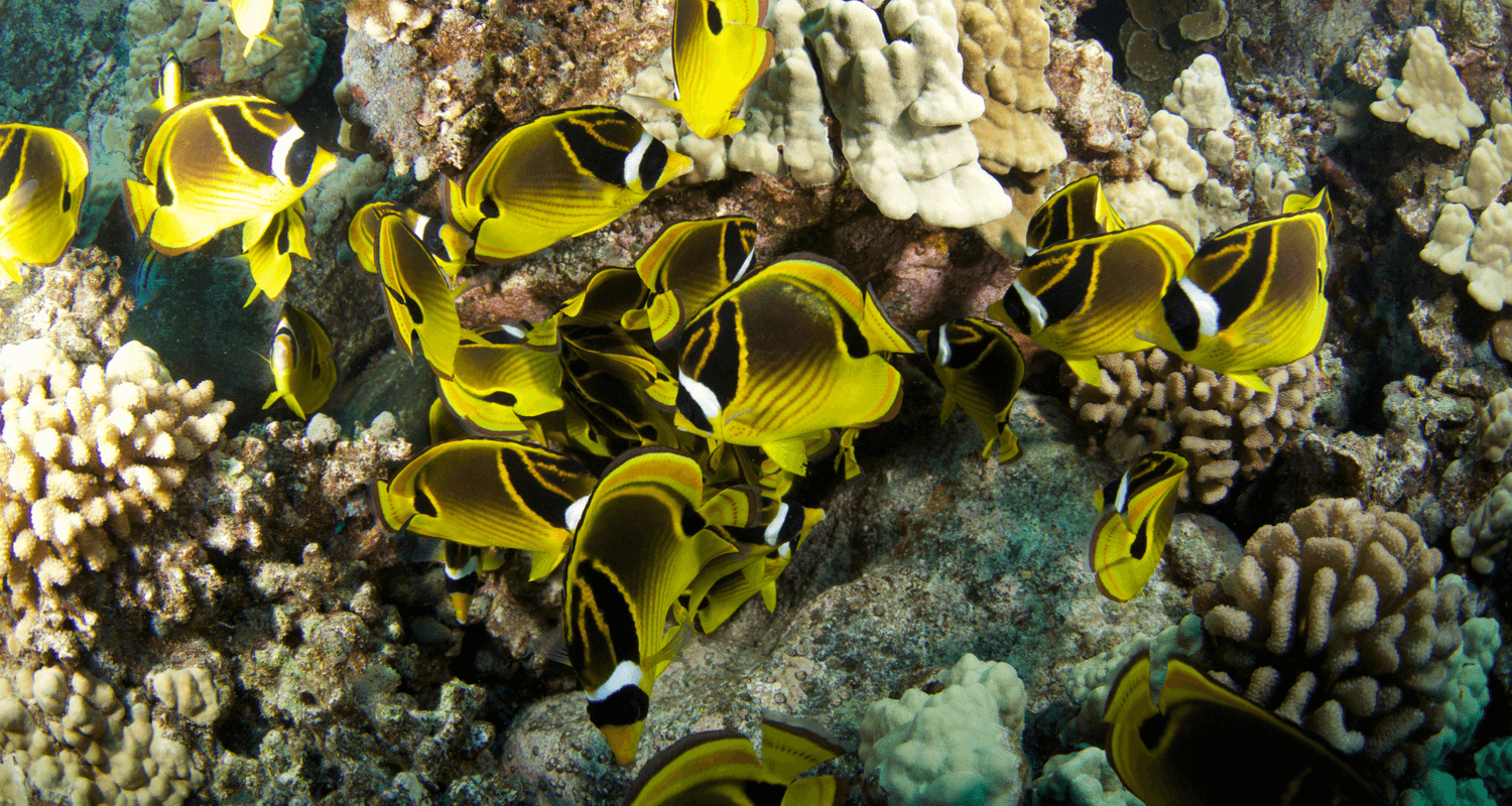 Chaetodon lunula - Poisson-papillon raton laveur M