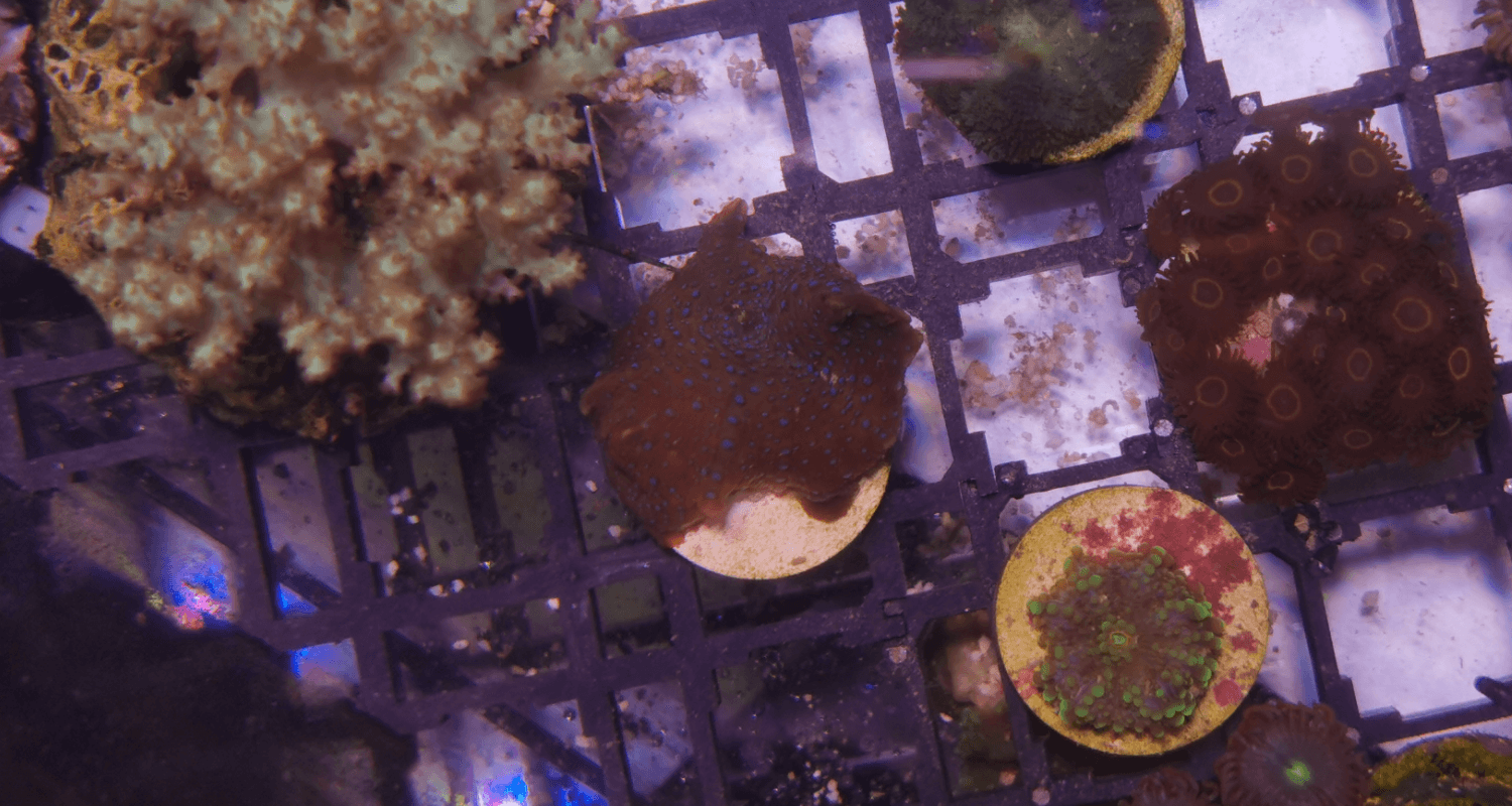 Discosoma sp. Blue spotted red N°16