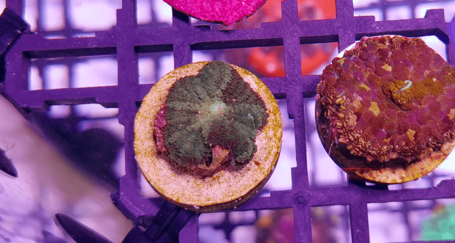 Rhodactis sp. Green N°28