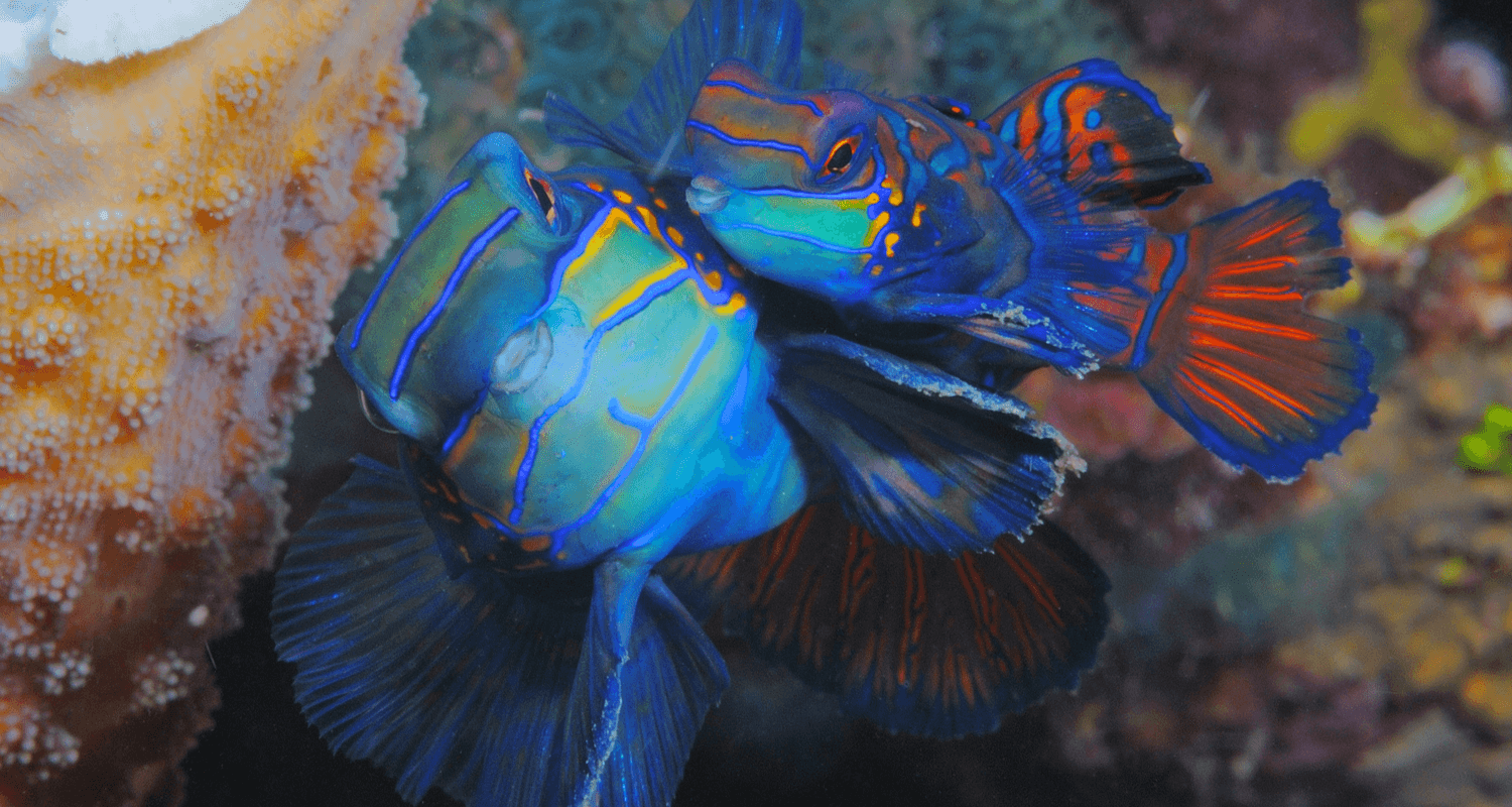 Synchiropus splendidus - Poisson mandarin cachemire