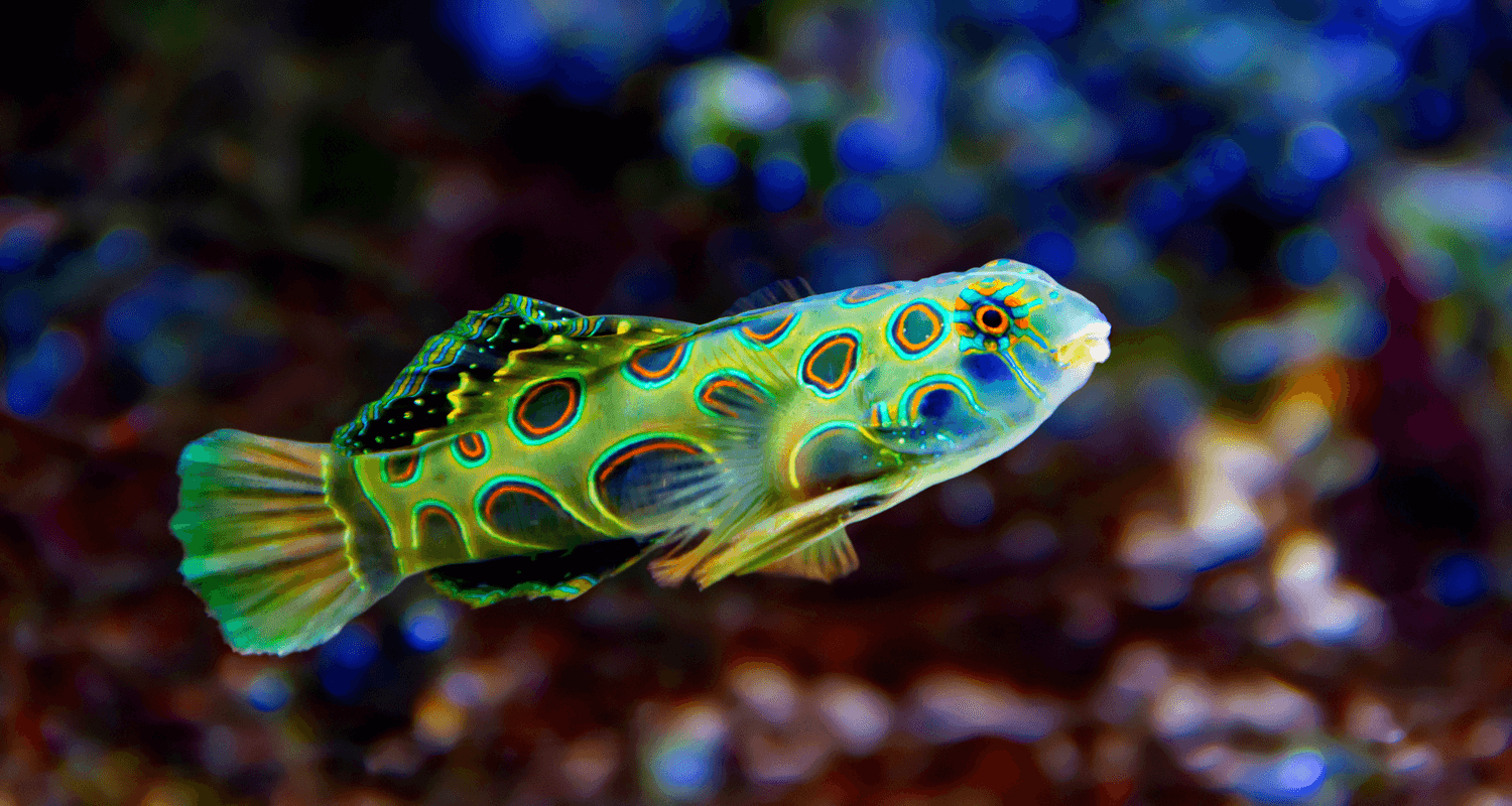 Synchiropus picturatus - Poisson mandarin bariolé M