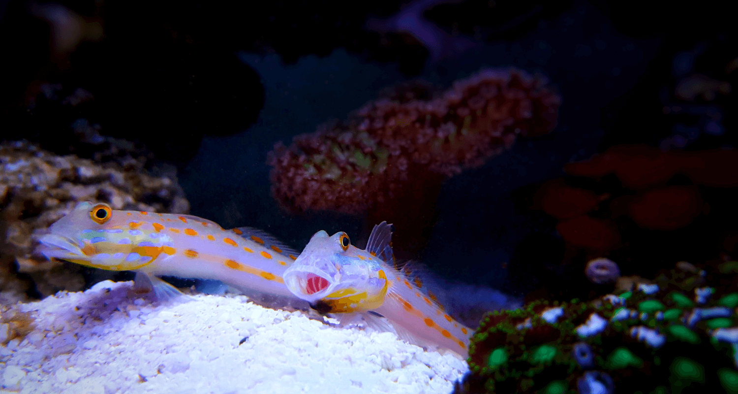 Valenciennea puellaris - Gobie dormeur à taches oranges