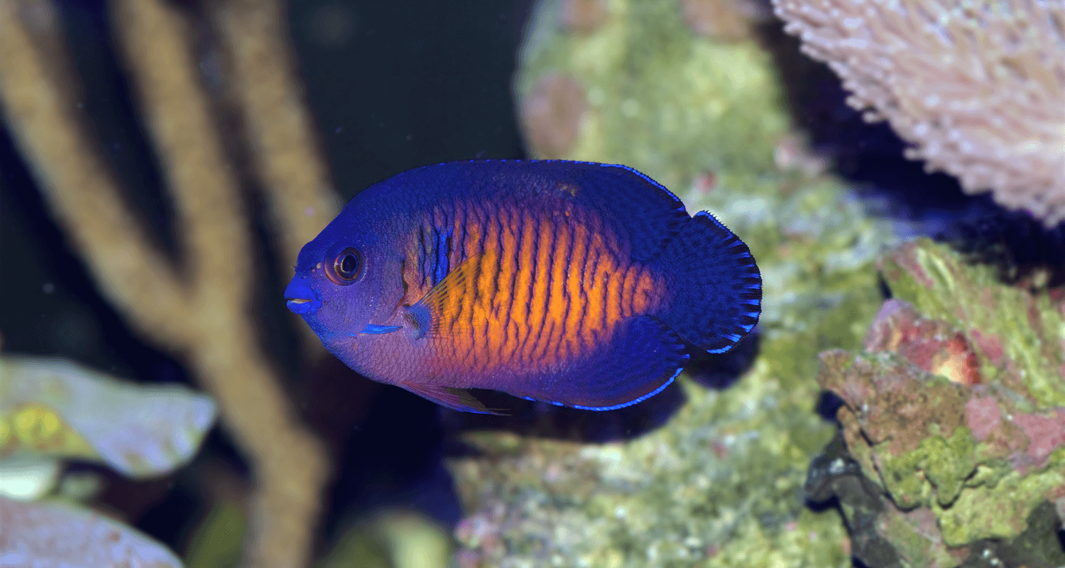 Centropyge bispinosa - Poisson-ange nain à deux épines