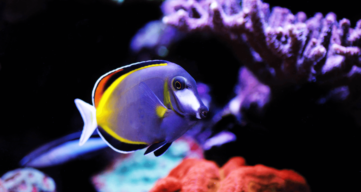 Acanthurus japonicus - Poisson-chirurgien à joues blanches