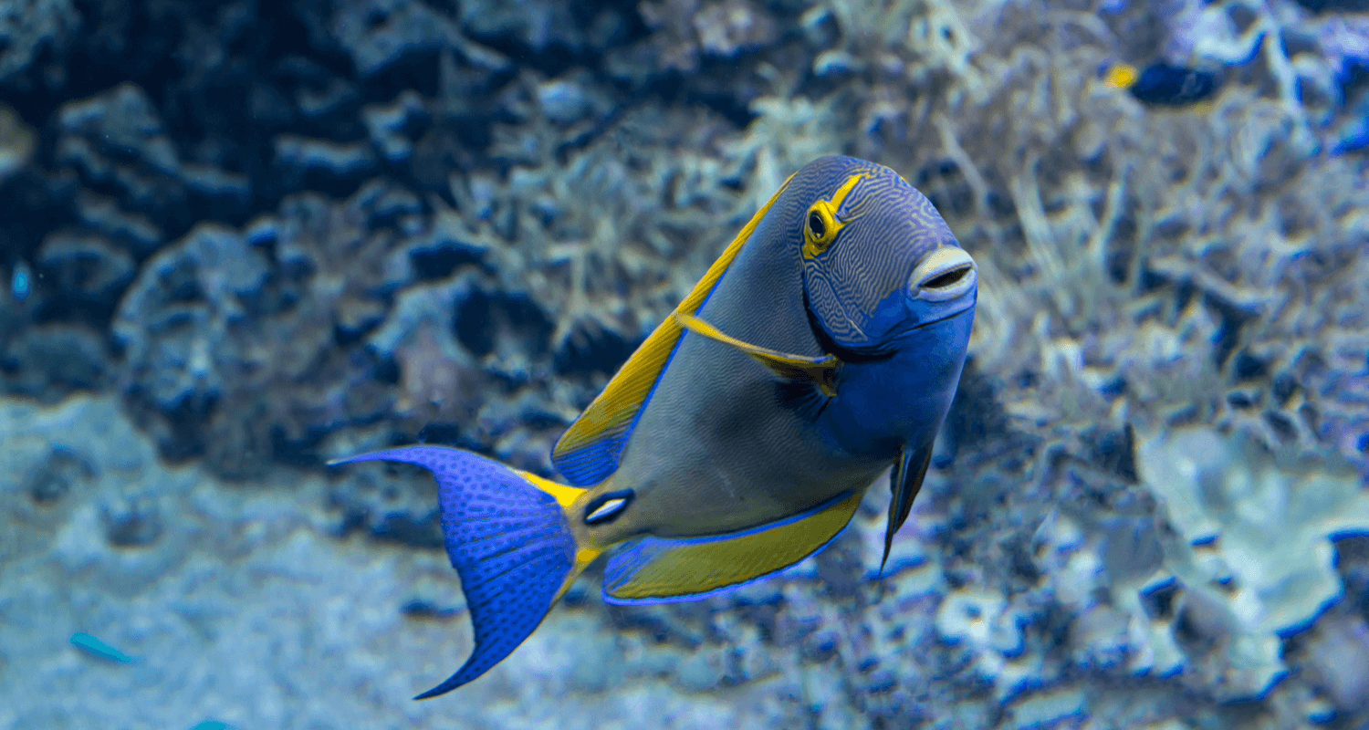 Acanthurus dussumieri - Poisson chirurgien couronné