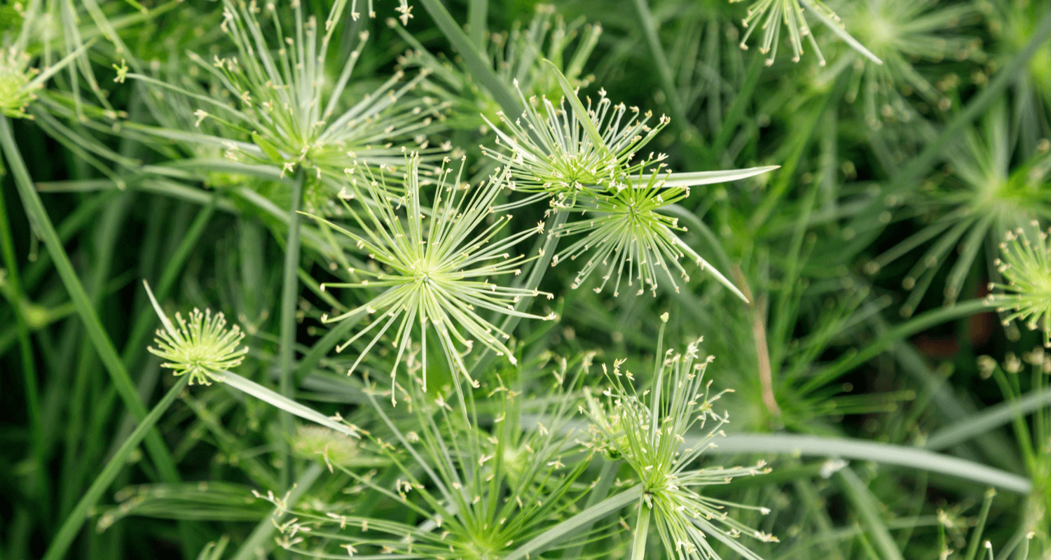 Cyperus haspan viviparus - papyrus nain