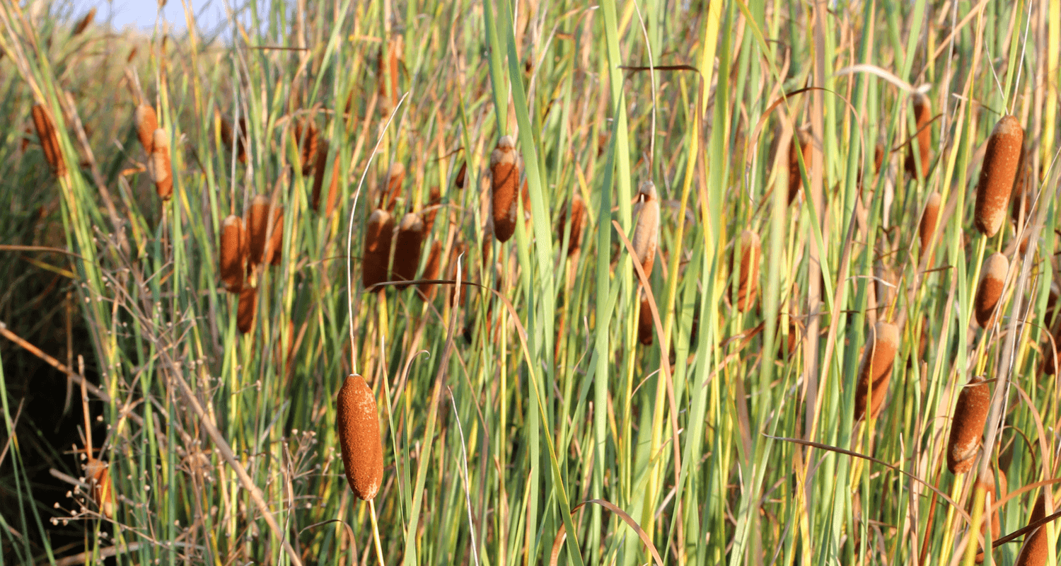 Typha laxmannii - massette de Laxmann POT DE 9cm