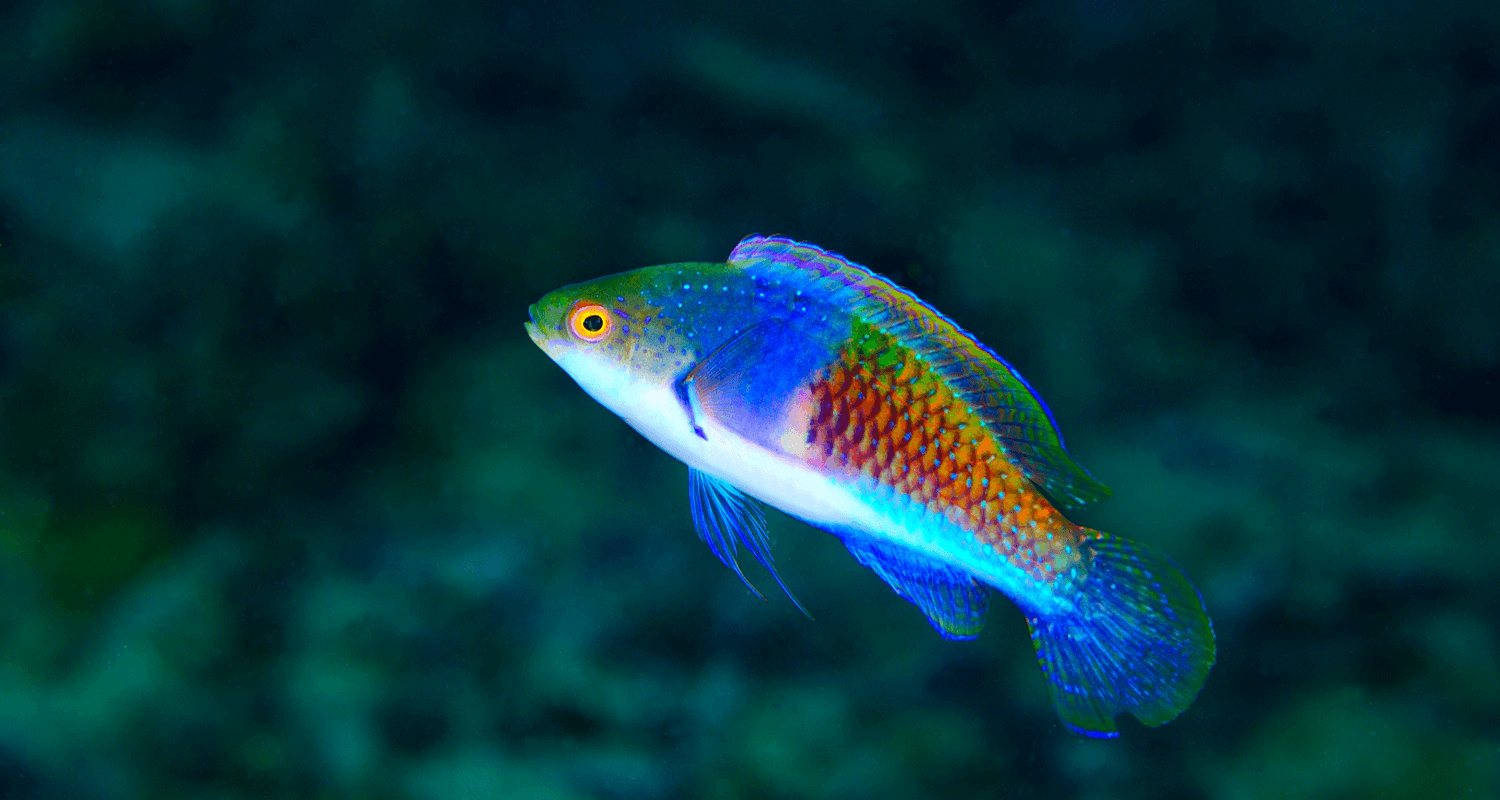 Cirrhilabrus cyanoplura - Labre nain à flanc bleu