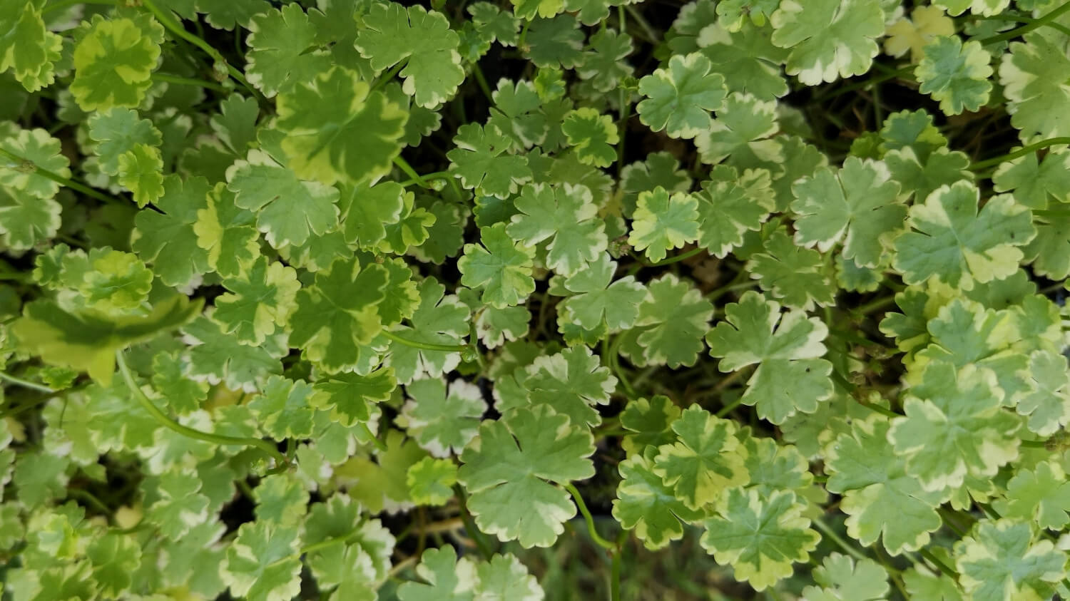 HYDROCOTYLE SIBTHORPIOIDES VARIEGATA