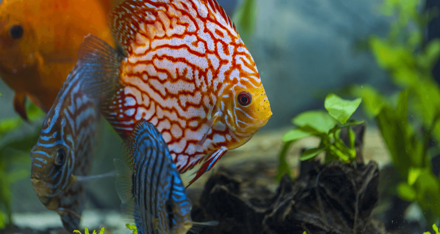 Discus mix 5cm Grade A (Elevage - Singapour)