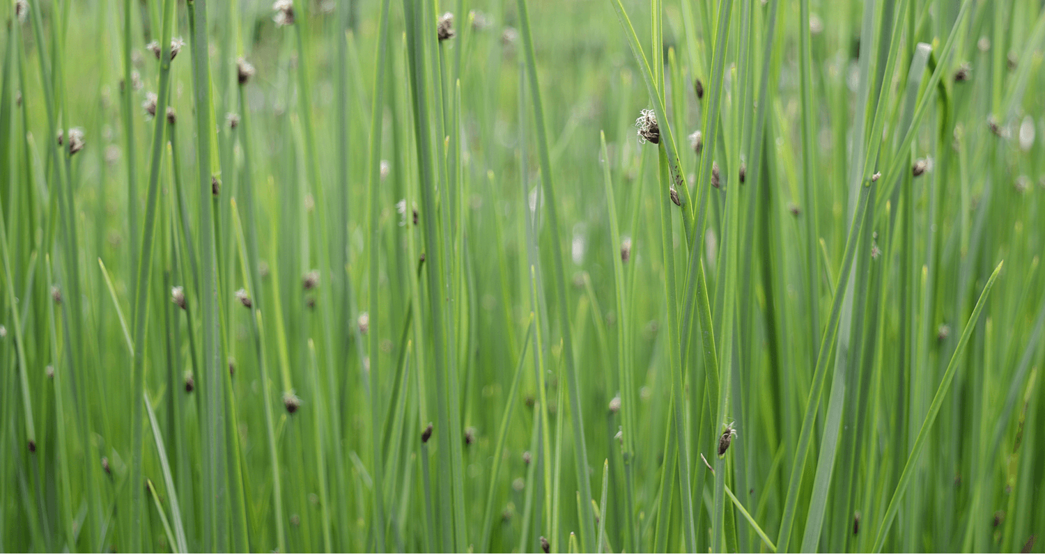 Scirpus lacustris "Albescens" POT DE 9cm