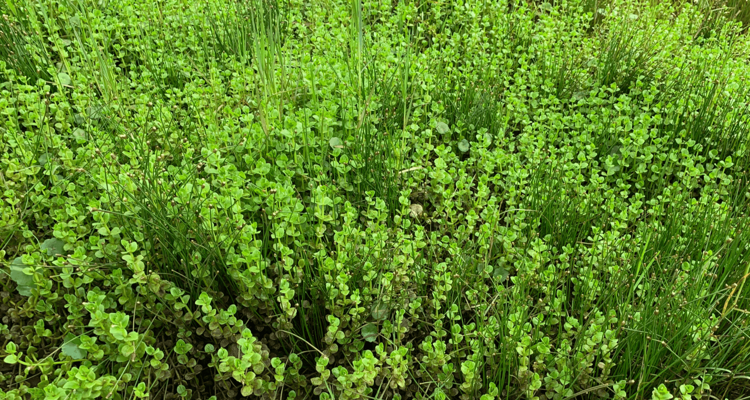 Rotala Rotundifolia Green PANIER PLANTATION 11X11CM