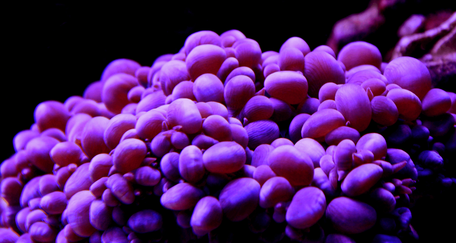 Physogyra lichtenchteinii purple frag