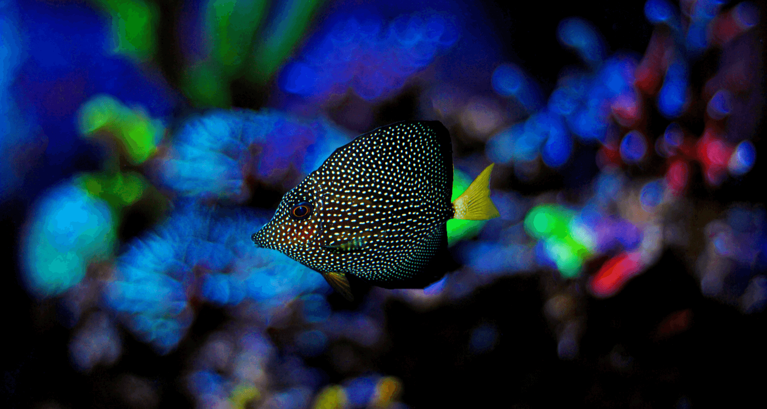 Zebrasoma gemmatum - Acanthure à pierreries