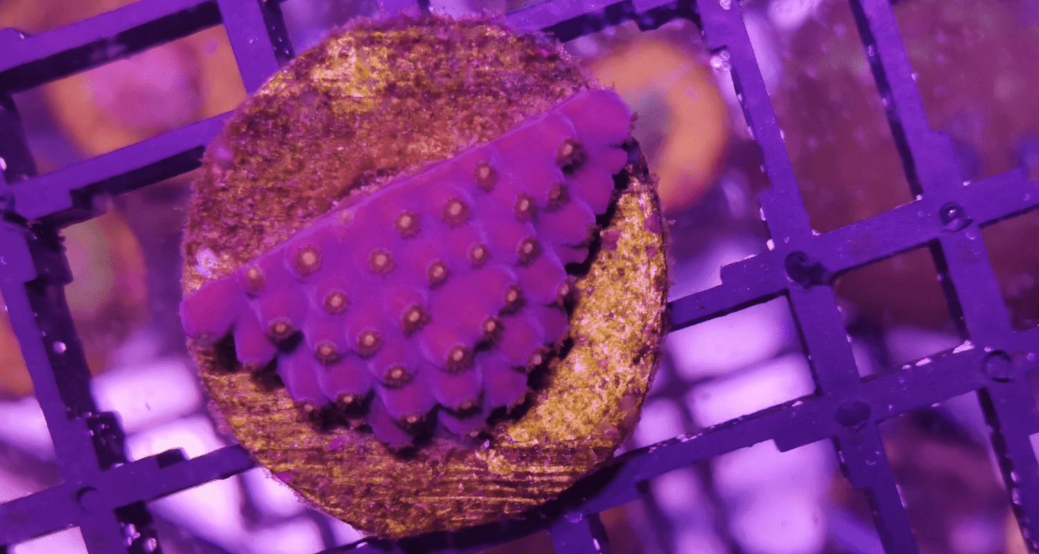 Tubinaria reniformis purple and yellow