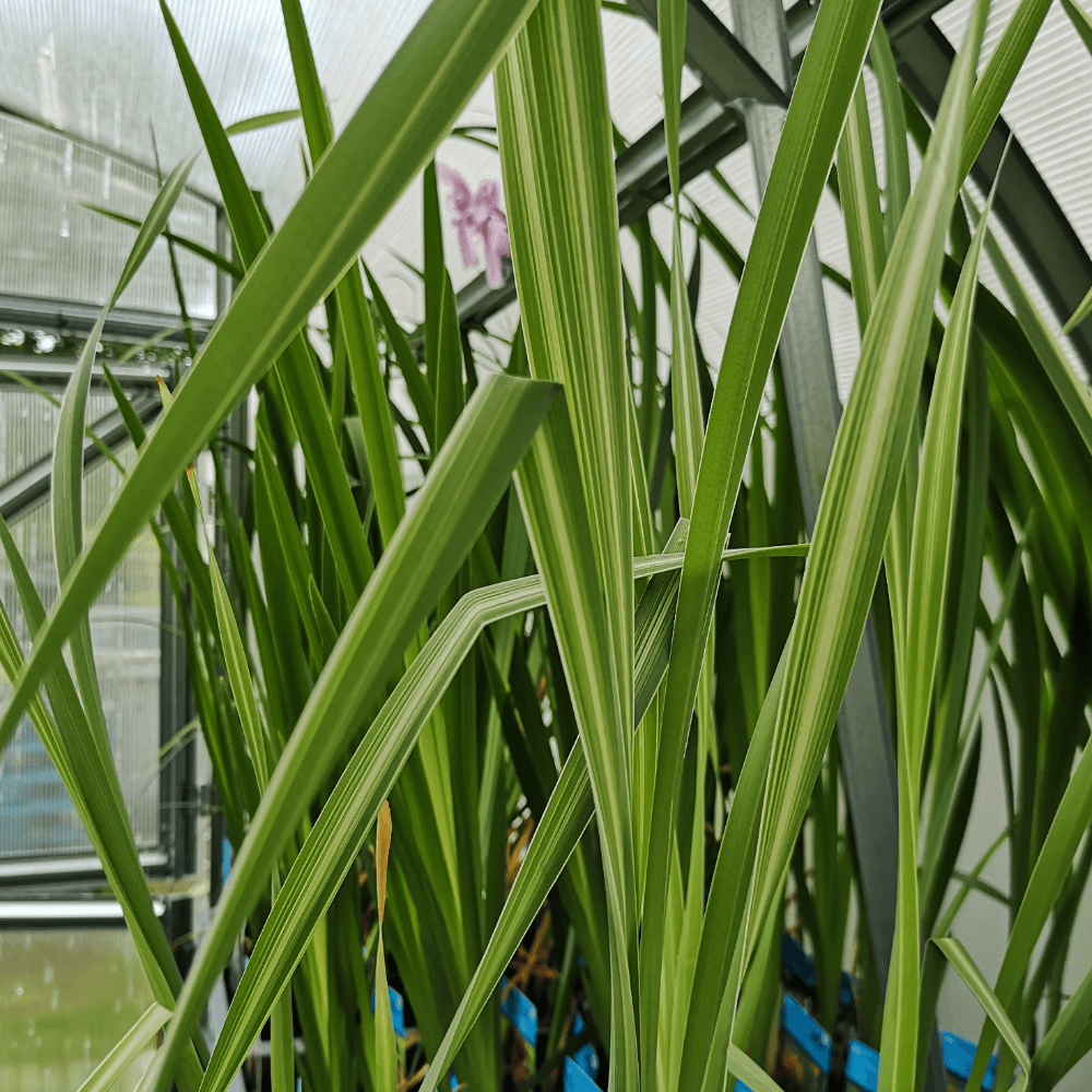 Scirpus Tabermont "Zebrinus"