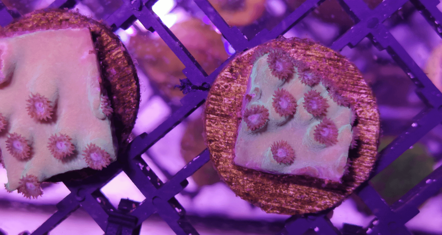 Turbinaria peltata Frag S