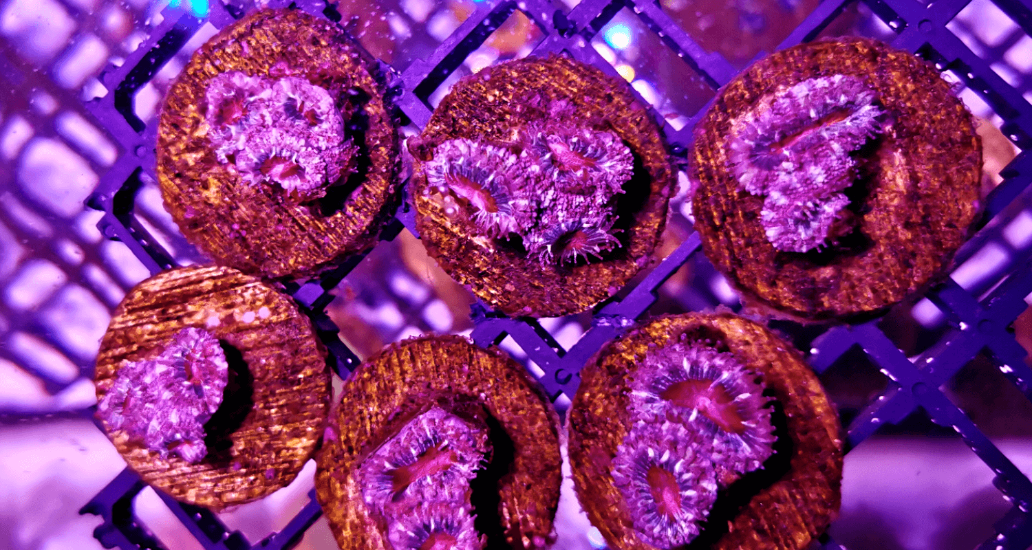 Acanthastrea lordhowensis Mauve - Red mouth Frag