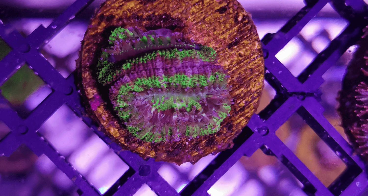 Acanthastrea lordhowensis Purple and Green