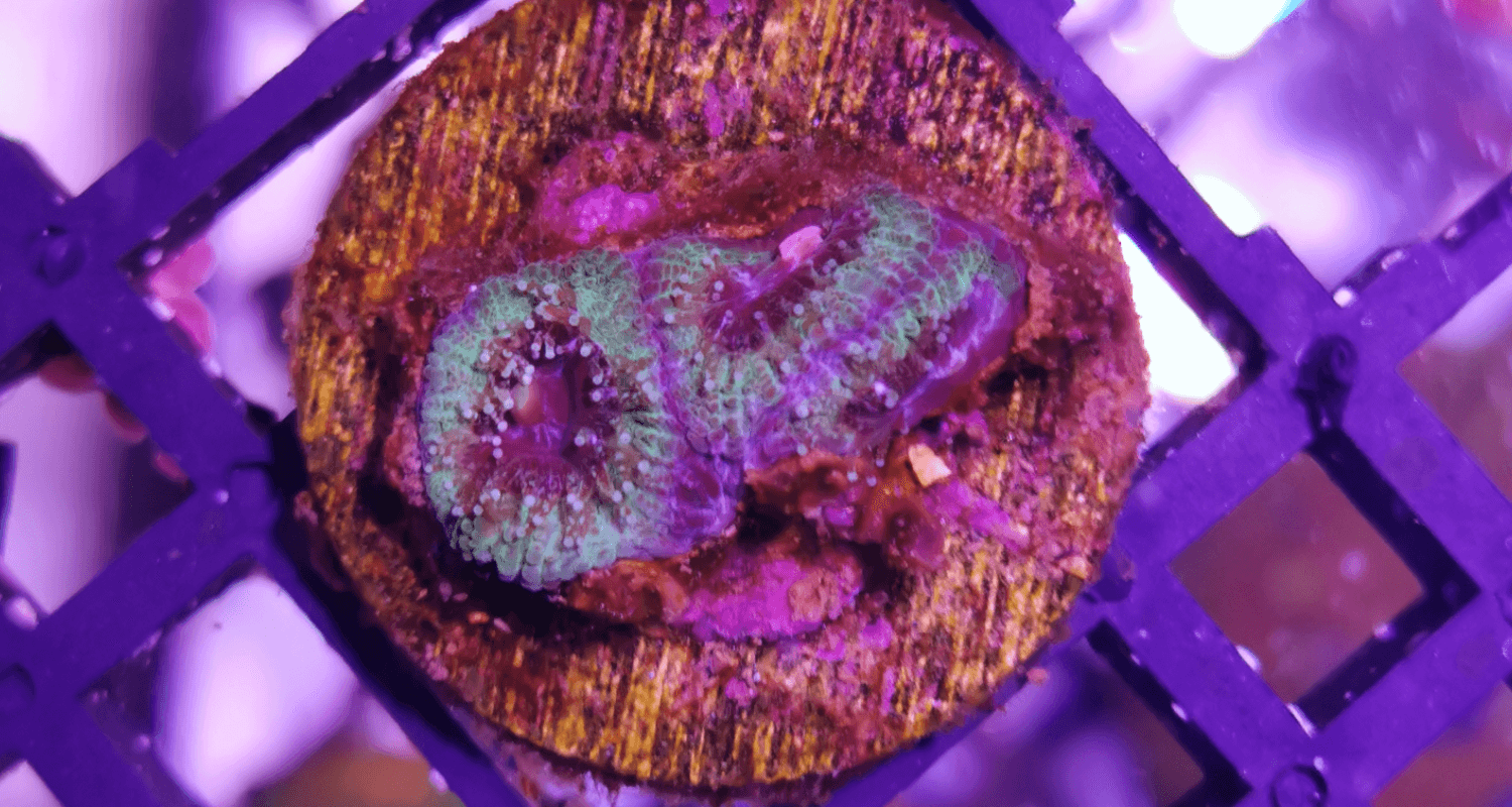 Acanthastrea lordhowensis Green frag S