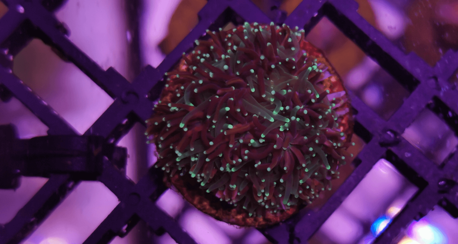 Galaxea sp. Metalic Green