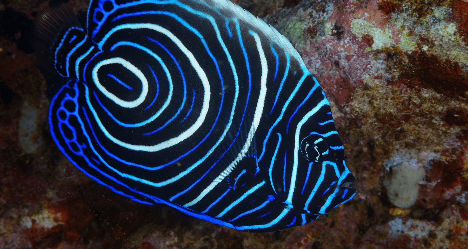 Pomacanthus imperator - Poisson-ange empereur Juvénile