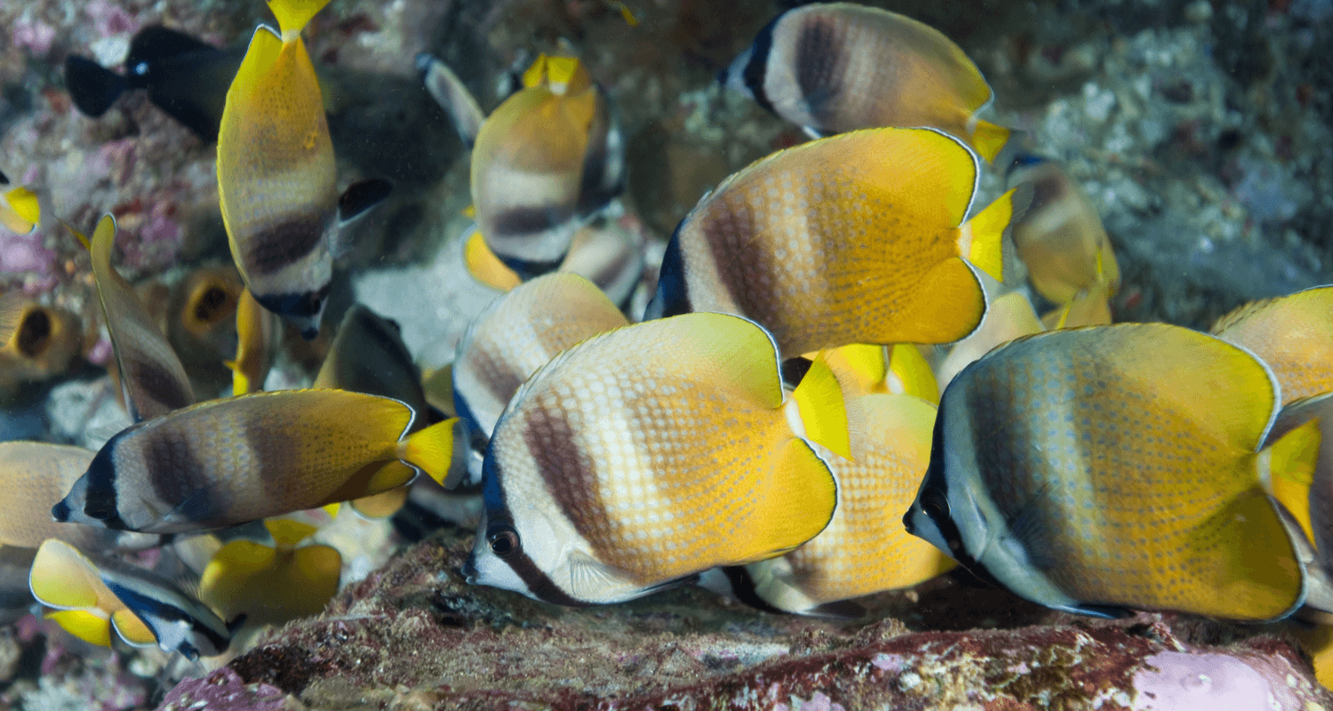 Chaetodon kleinii - Poisson-papillon de Klein