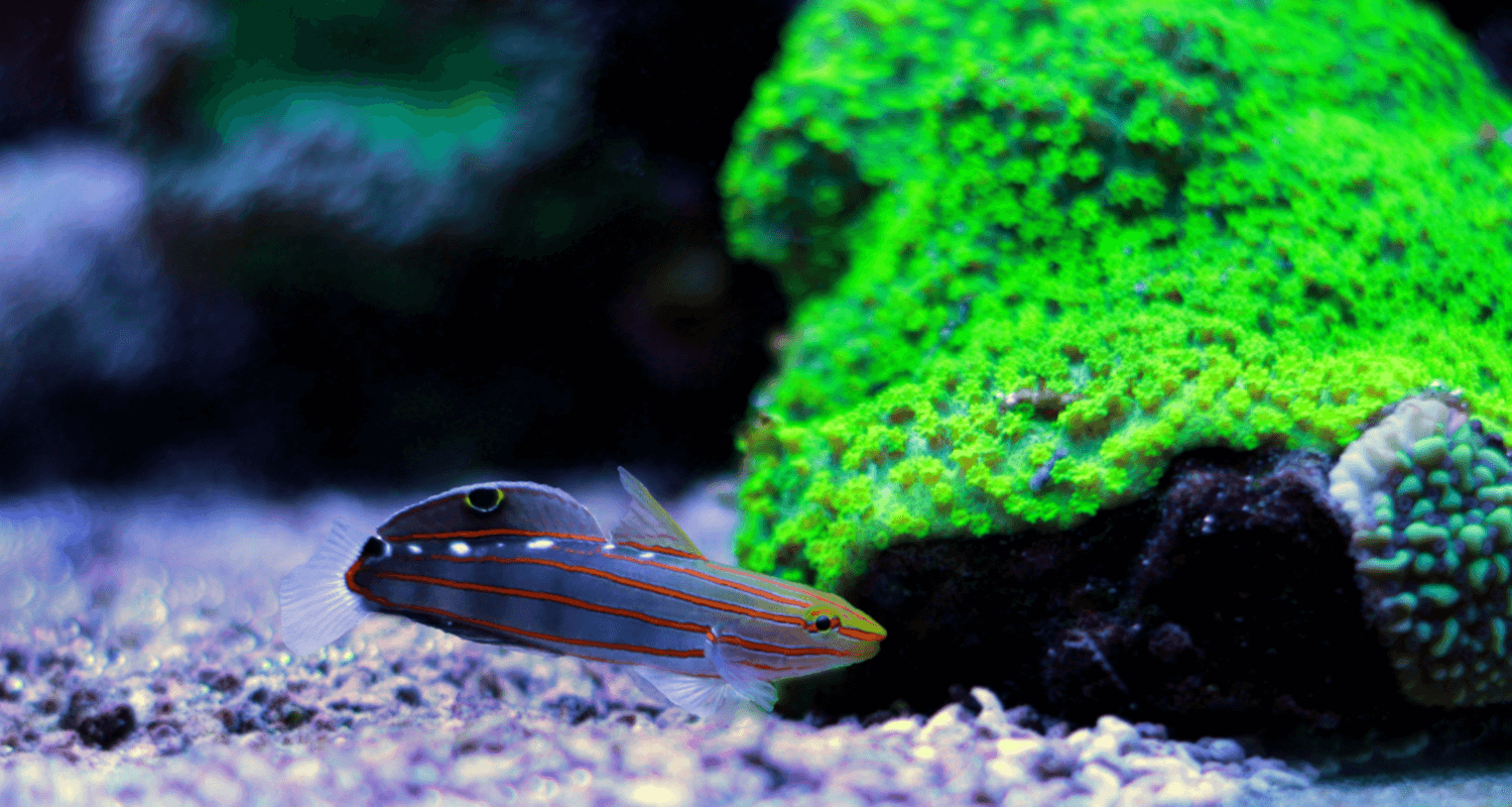 Koumansetta (Amblygobius) rainfordi - Gobie de Rainford M