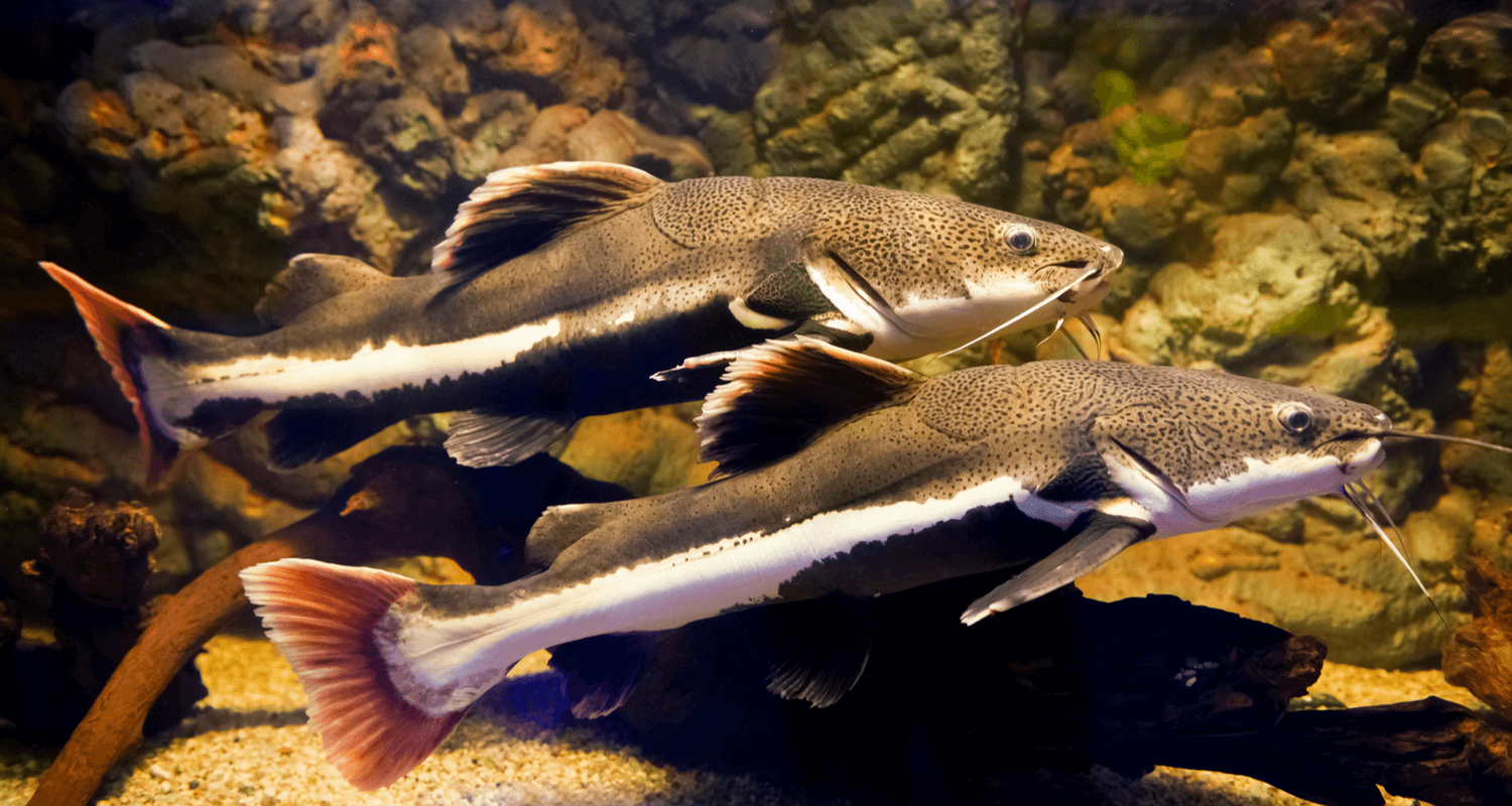 phractocephalus hemioliopterus - Poisson-chat à queue rouge