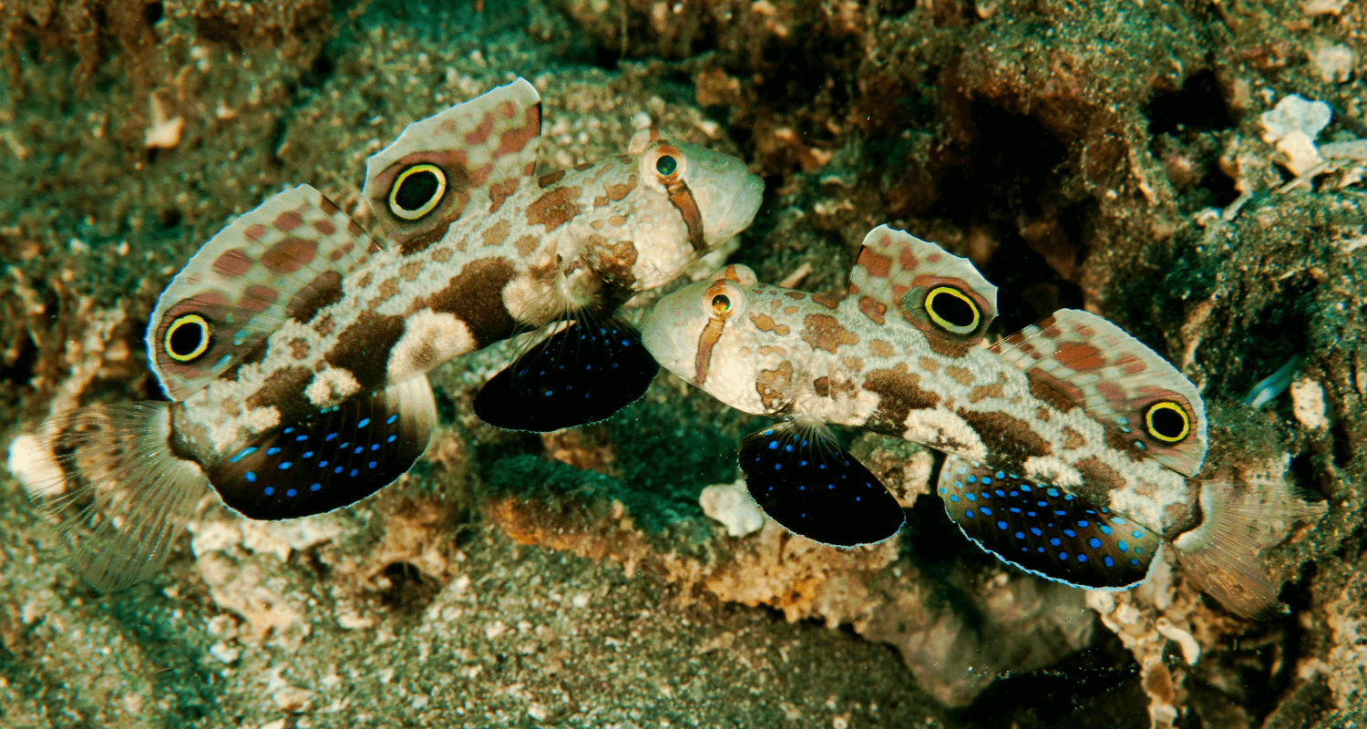 Signigobius biocellatus - Gobie à deux ocelles