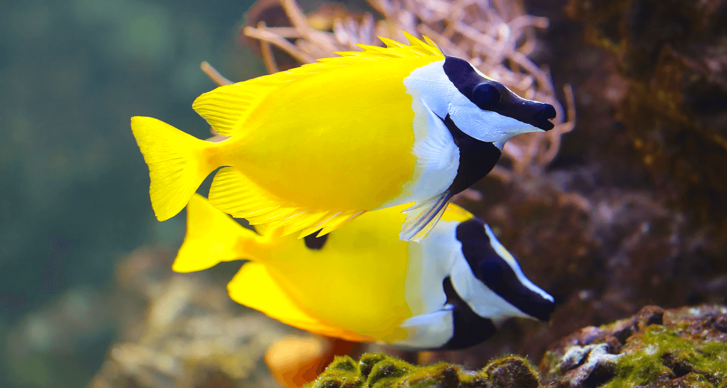 Siganus vulpinus - Poisson lapin à tête de renard