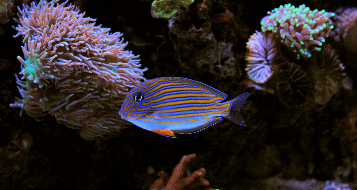 Acanthurus lineatus - Chirurgien rayé S