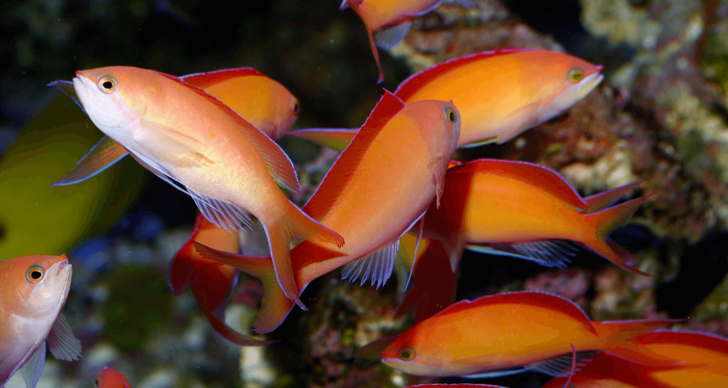 Pseudanthias dispar - Anthias pêche M