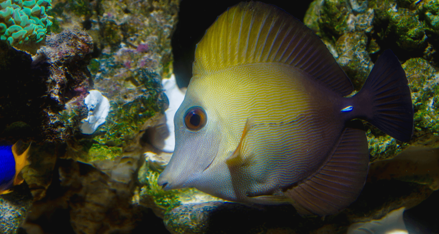 Zebrasoma scopas - Chirurgien à balais