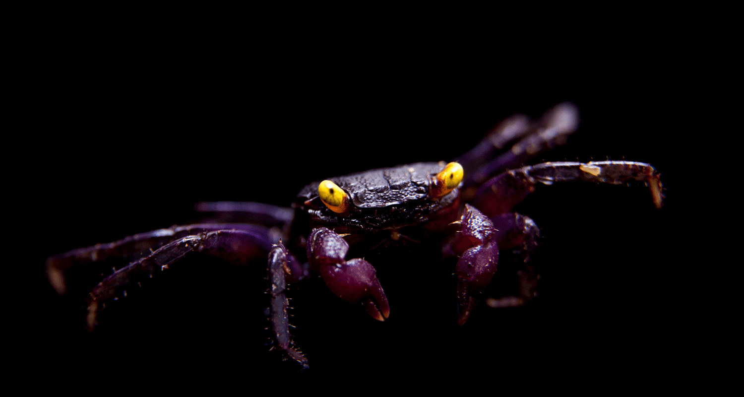 Geosesarma dennerle - Crabe vampire violet