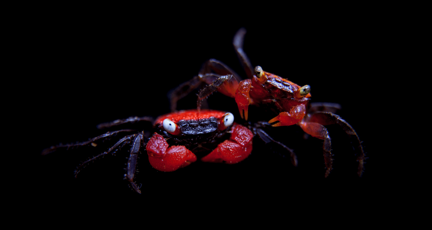 Geosesarma hagen - Geosesarma Red Devil