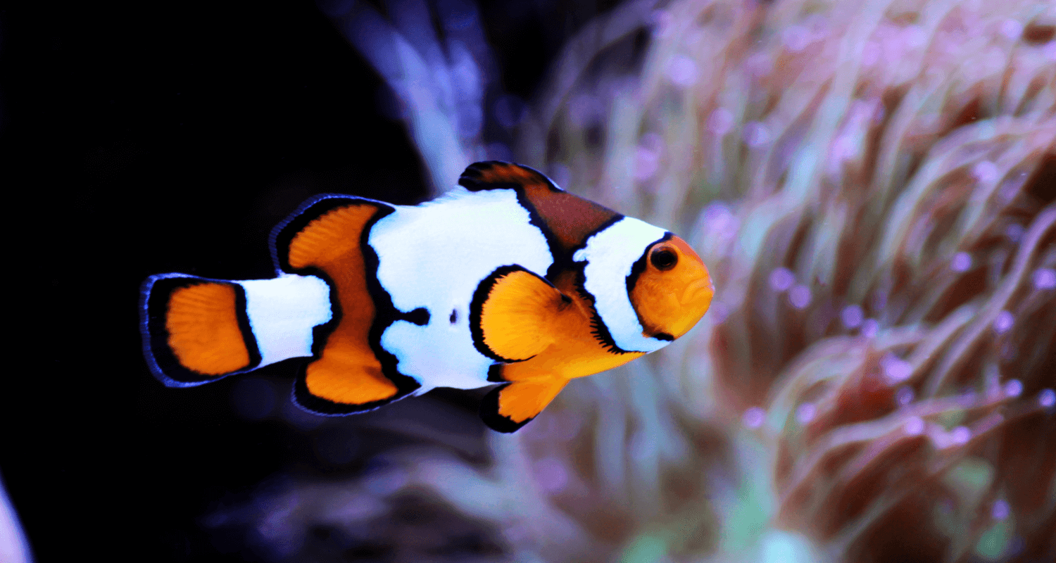 Amphiprion ocellaris Snowflake