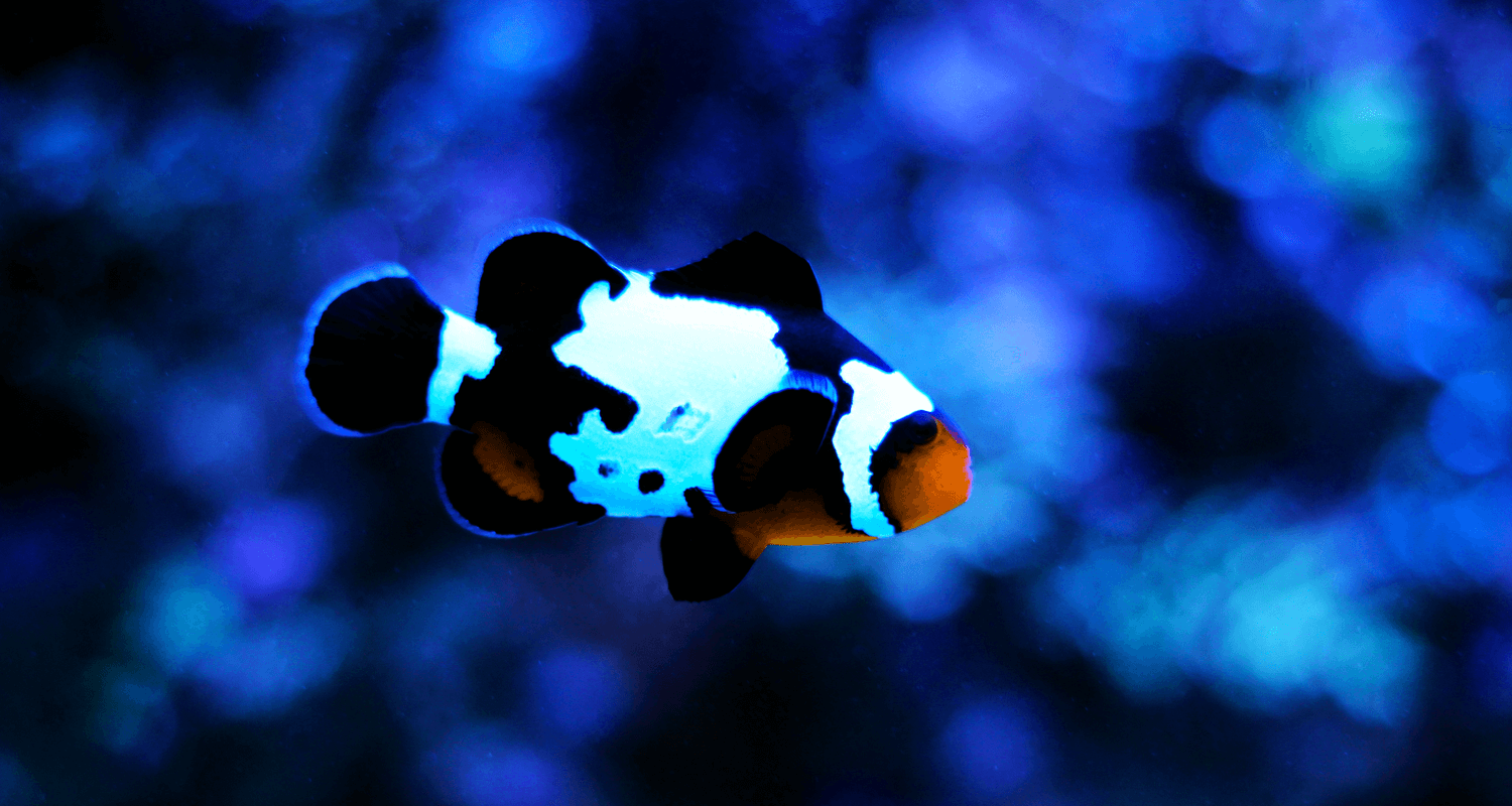 Amphiprion ocellaris Snowflake Black