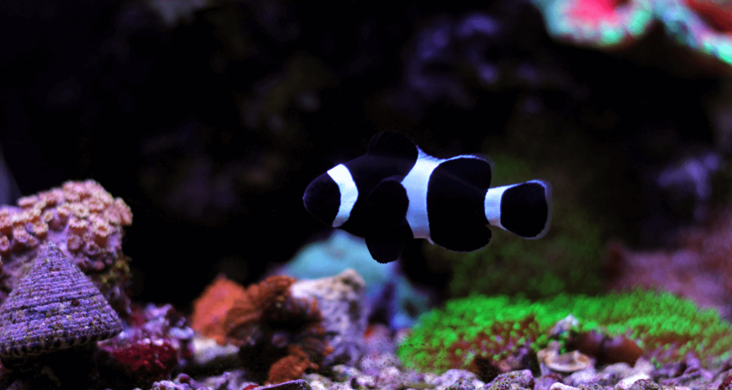 Amphiprion ocellaris Black