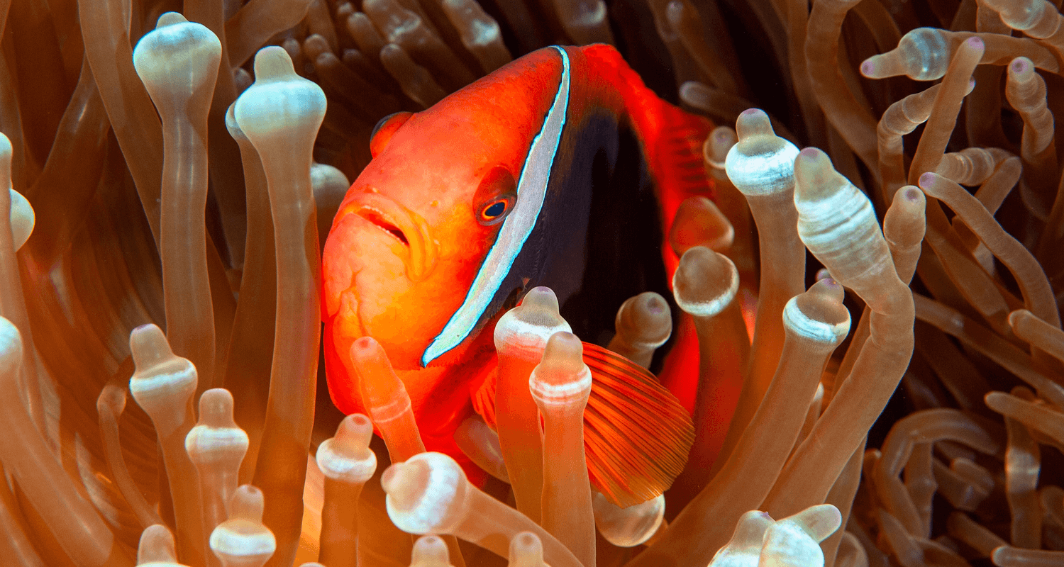 Amphiprion frenatus - Poisson-clown tomate