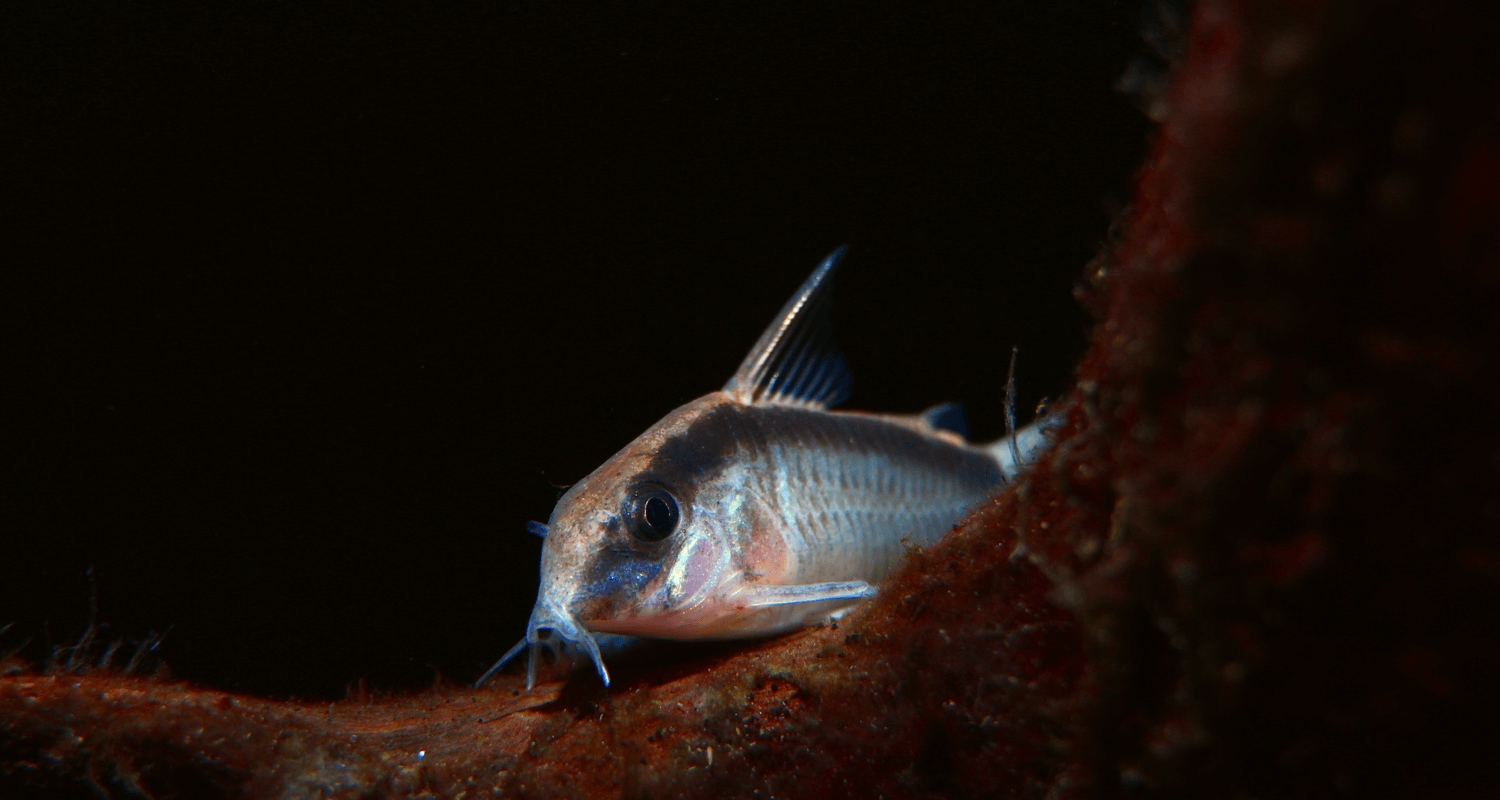 Corydoras arcuatus