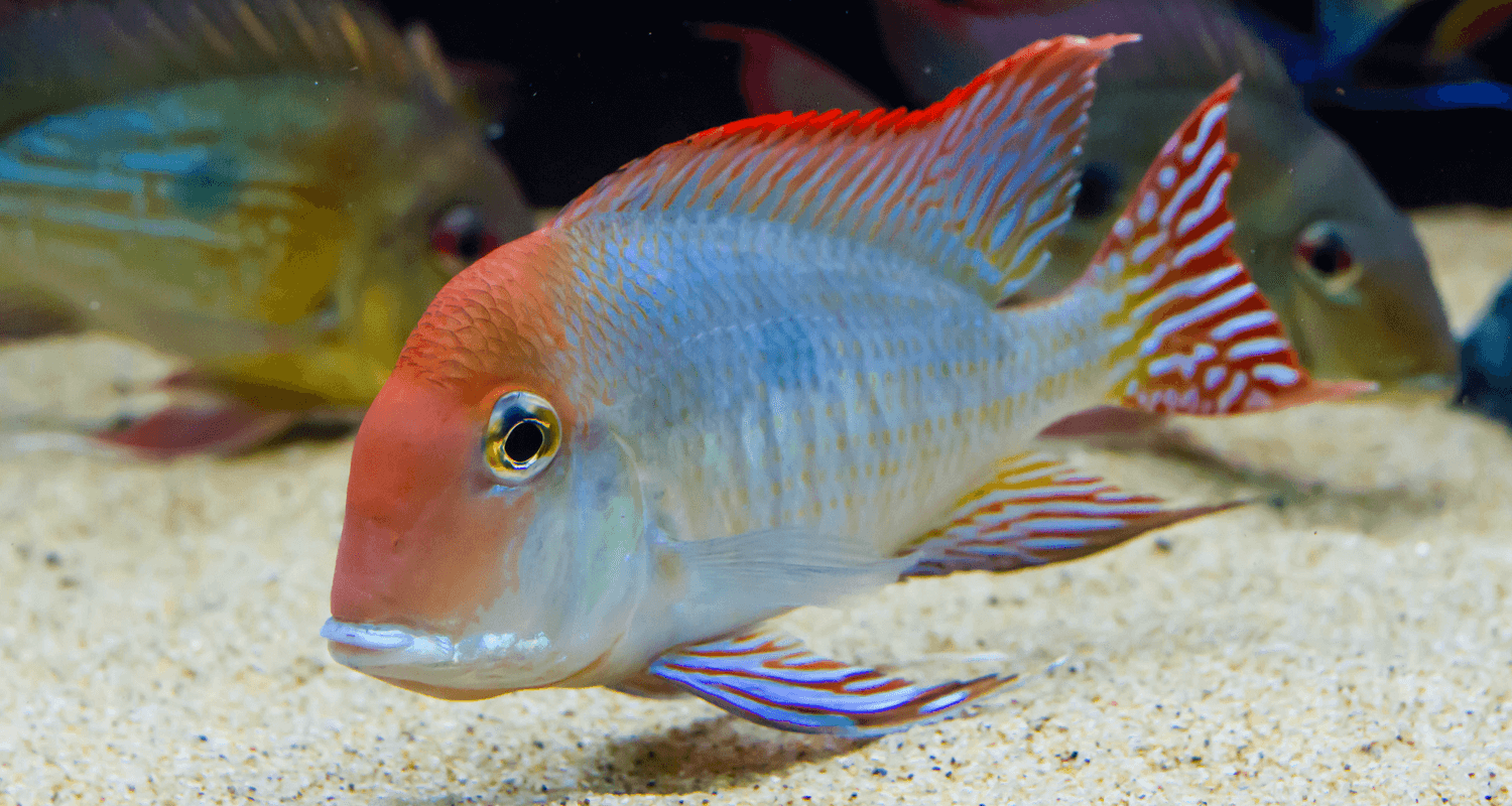 Geophagus sp. Red head Tapajos